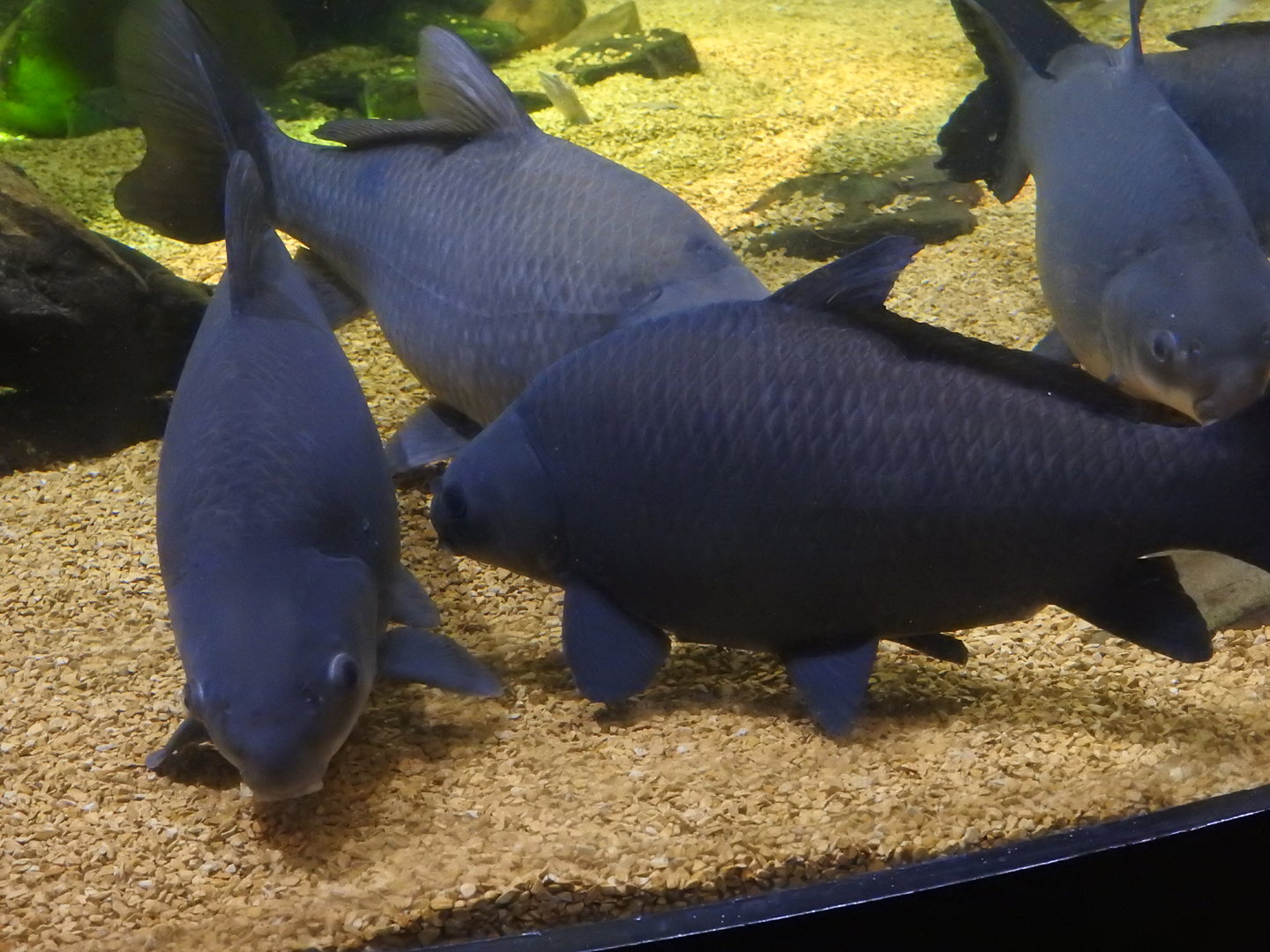 Smallmouth Buffalofish