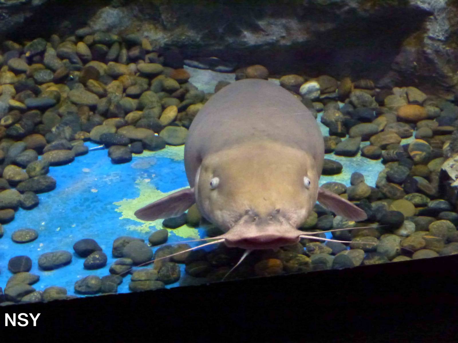 Smallmouth electric catfish, June 2013.