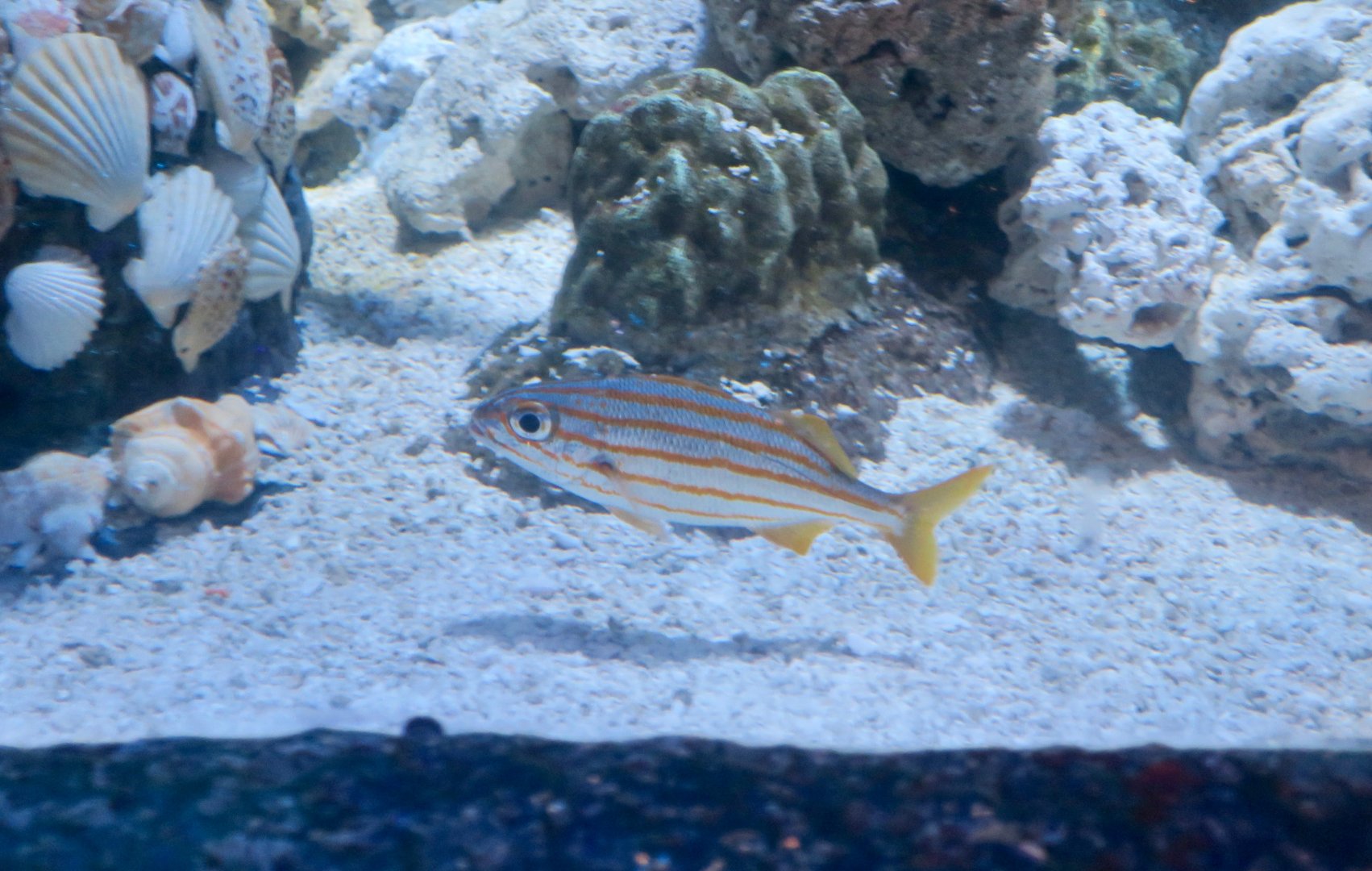 Smallmouth Grunt (Haemulon chrysargyreum)