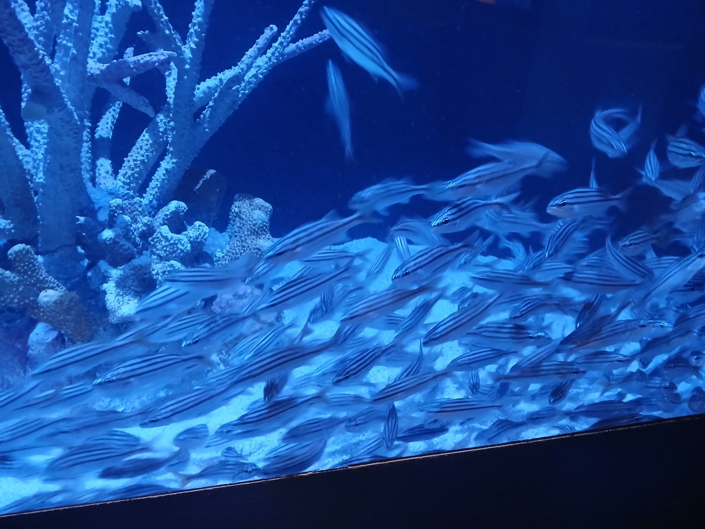 Smallmouth Grunt - Seen Jan 29 2025