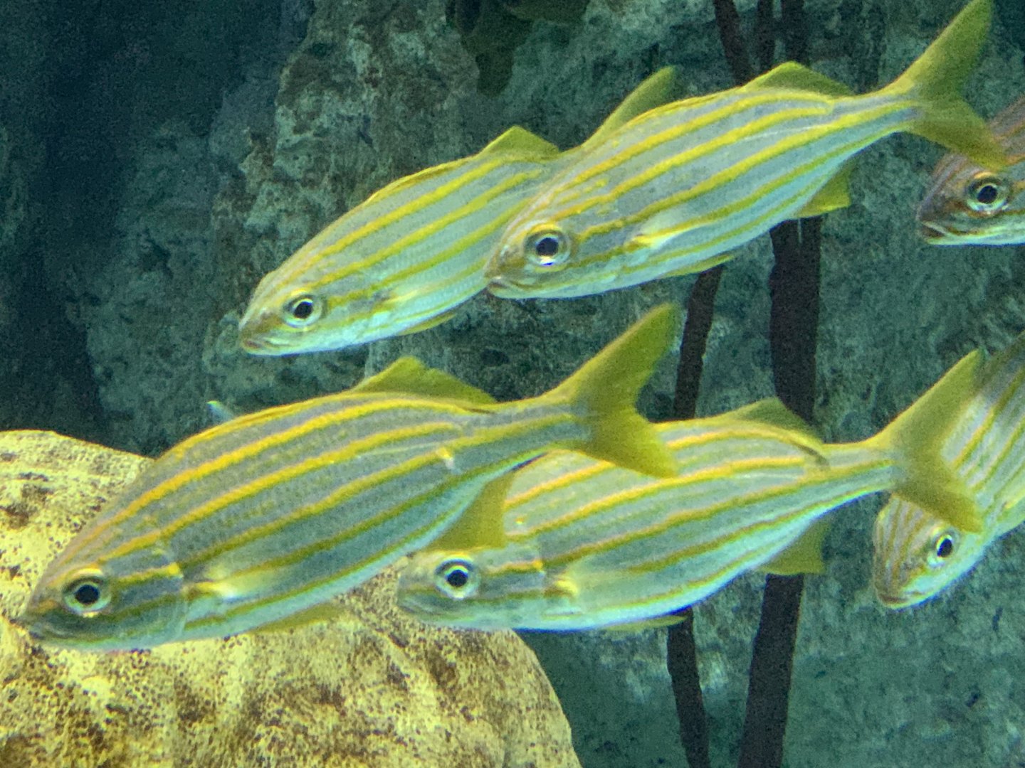 Smallmouth Grunts (Haemulon chrysargyreum)