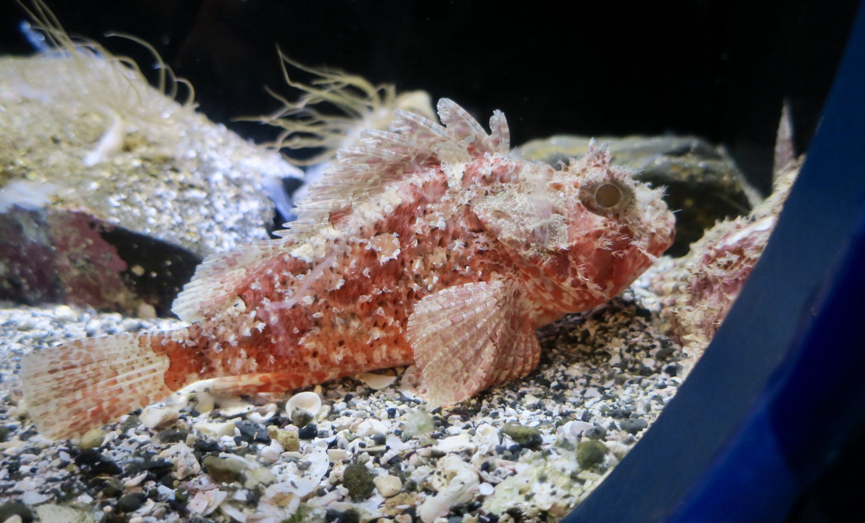 Smallmouth Scorpionfish (Scorpaena miostoma)