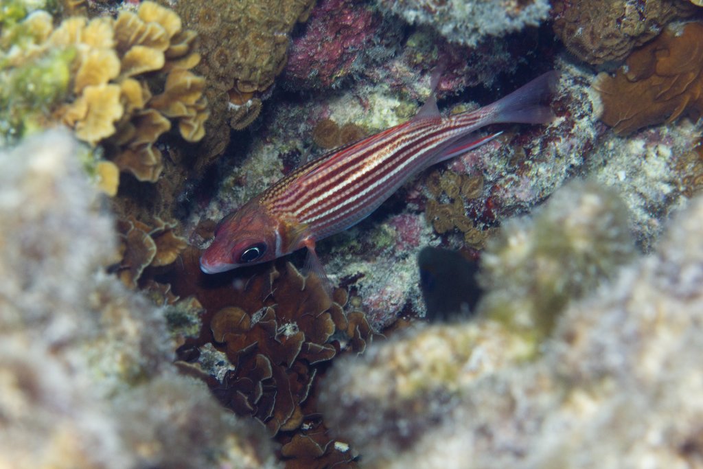 Smallmouth Squirrelfish (Sargocentron microstoma)