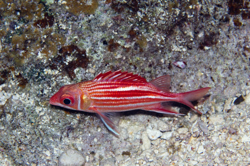 Smallmouth Squirrelfish