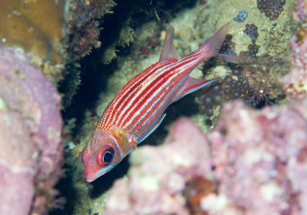 Smallmouth Squirrelfish