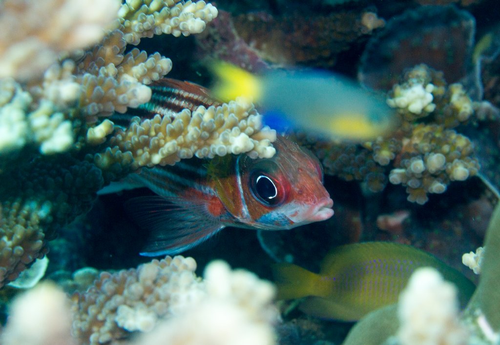 Smallmouth Squirrelfish