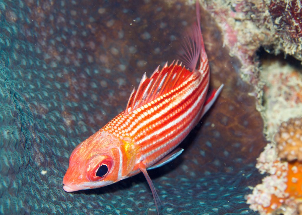 Smallmouth Squirrelfish