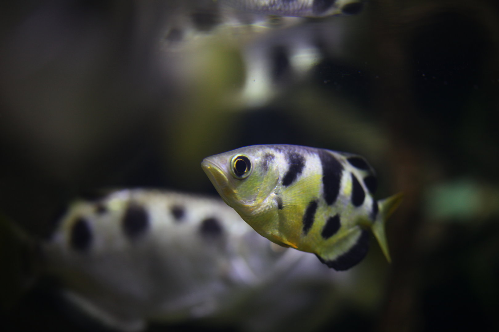 Smallscale archerfish (Toxotes microlepis)