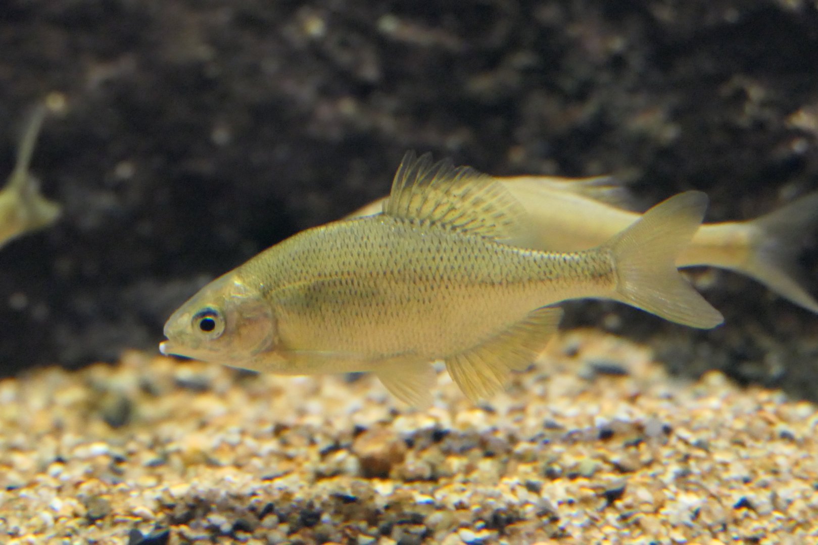 Smallscale Bitterling (Acheilognathus typus) - Lake Biwa Museum