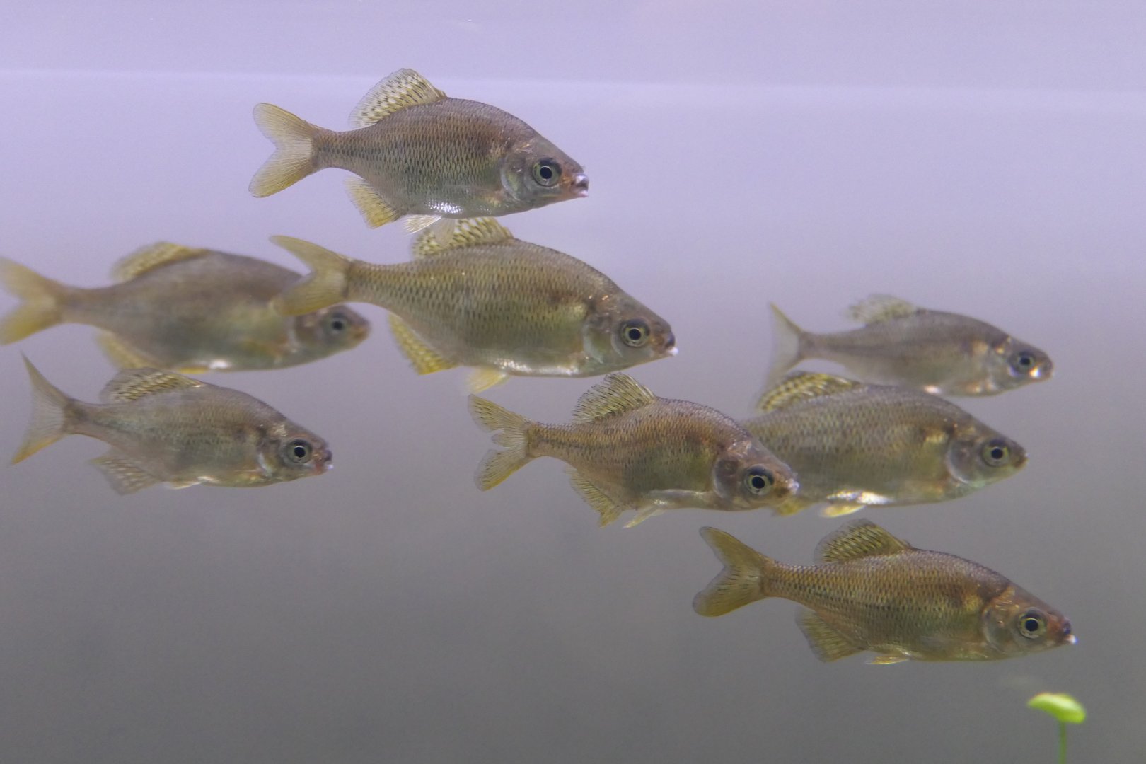 Smallscale Bitterling (Acheilognathus typus)