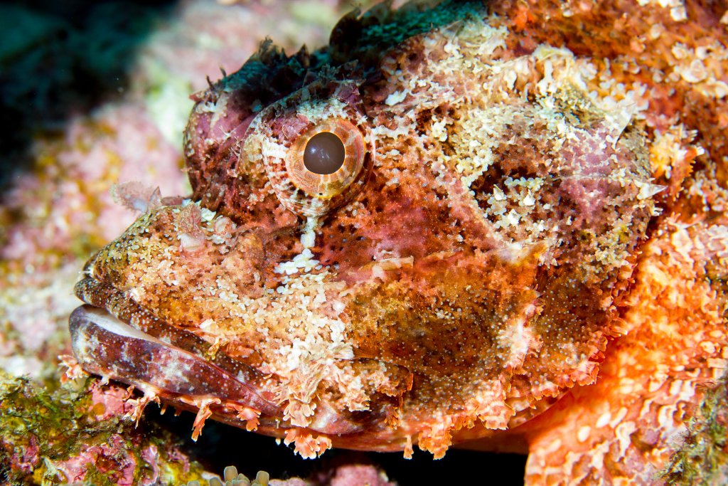 Smallscale Scorpionfish