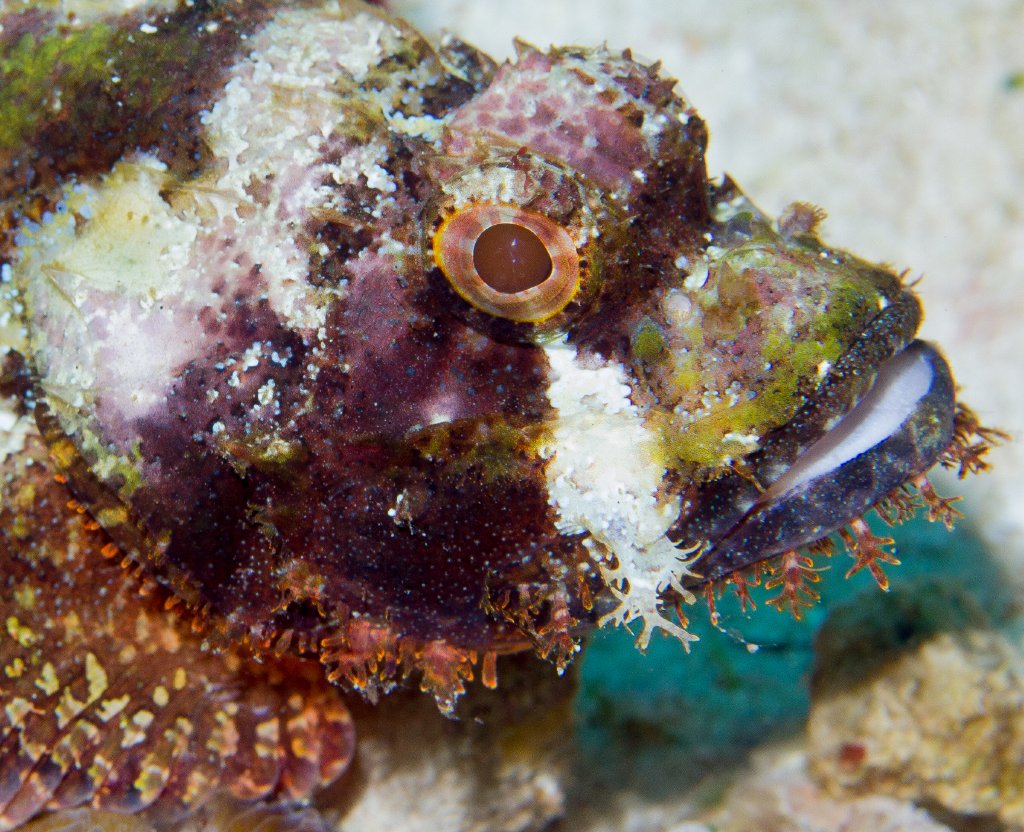 Smallscale Scorpionfish