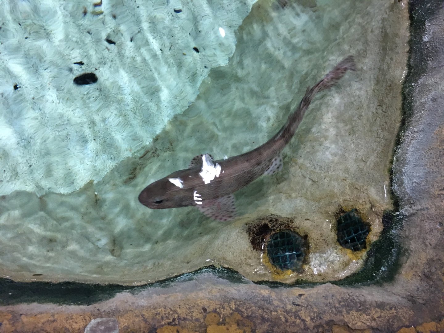 Smallspotted catshark 030817