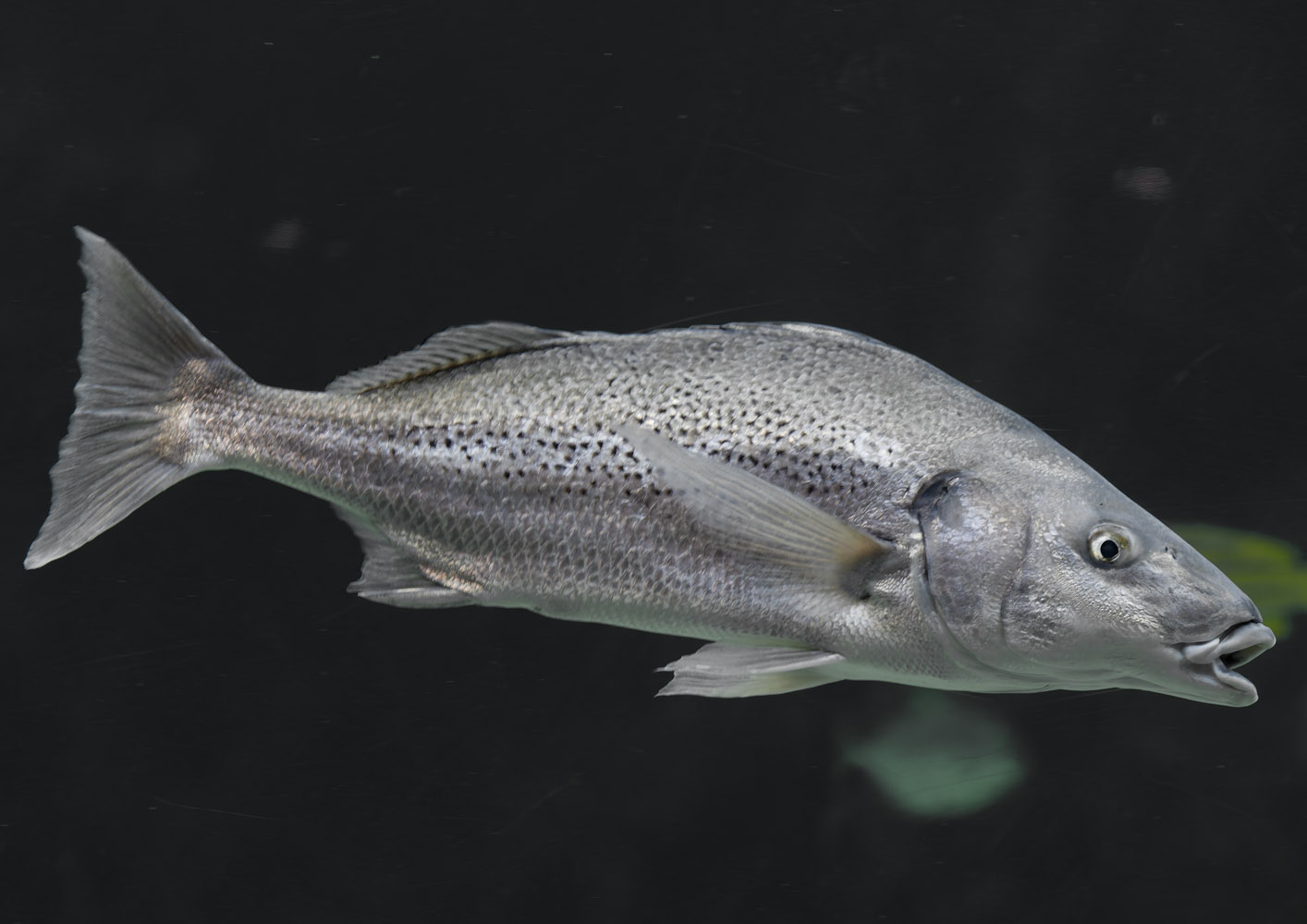 Smallspotted grunter
