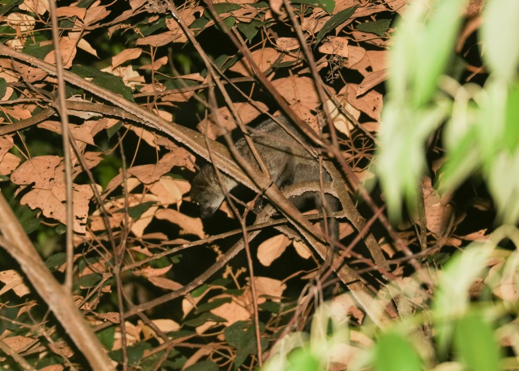 Smalltooth Palm Civet