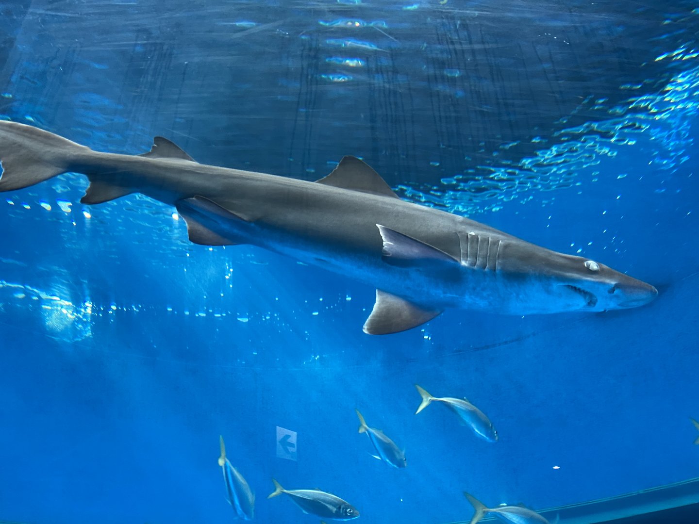 Smalltooth Sandtiger Shark (11/18/2022)