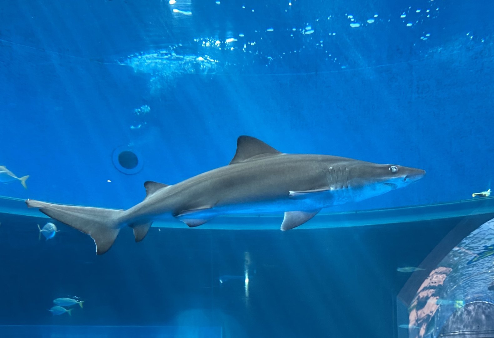 Smalltooth Sandtiger Shark (11/18/2022)