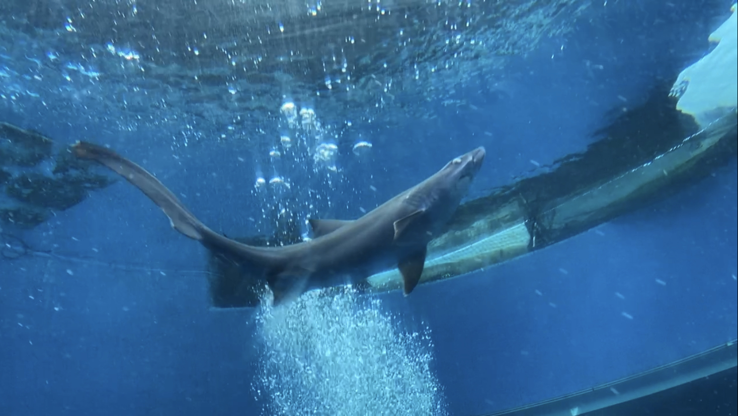 Smalltooth Sandtiger Shark (11/18/2022)