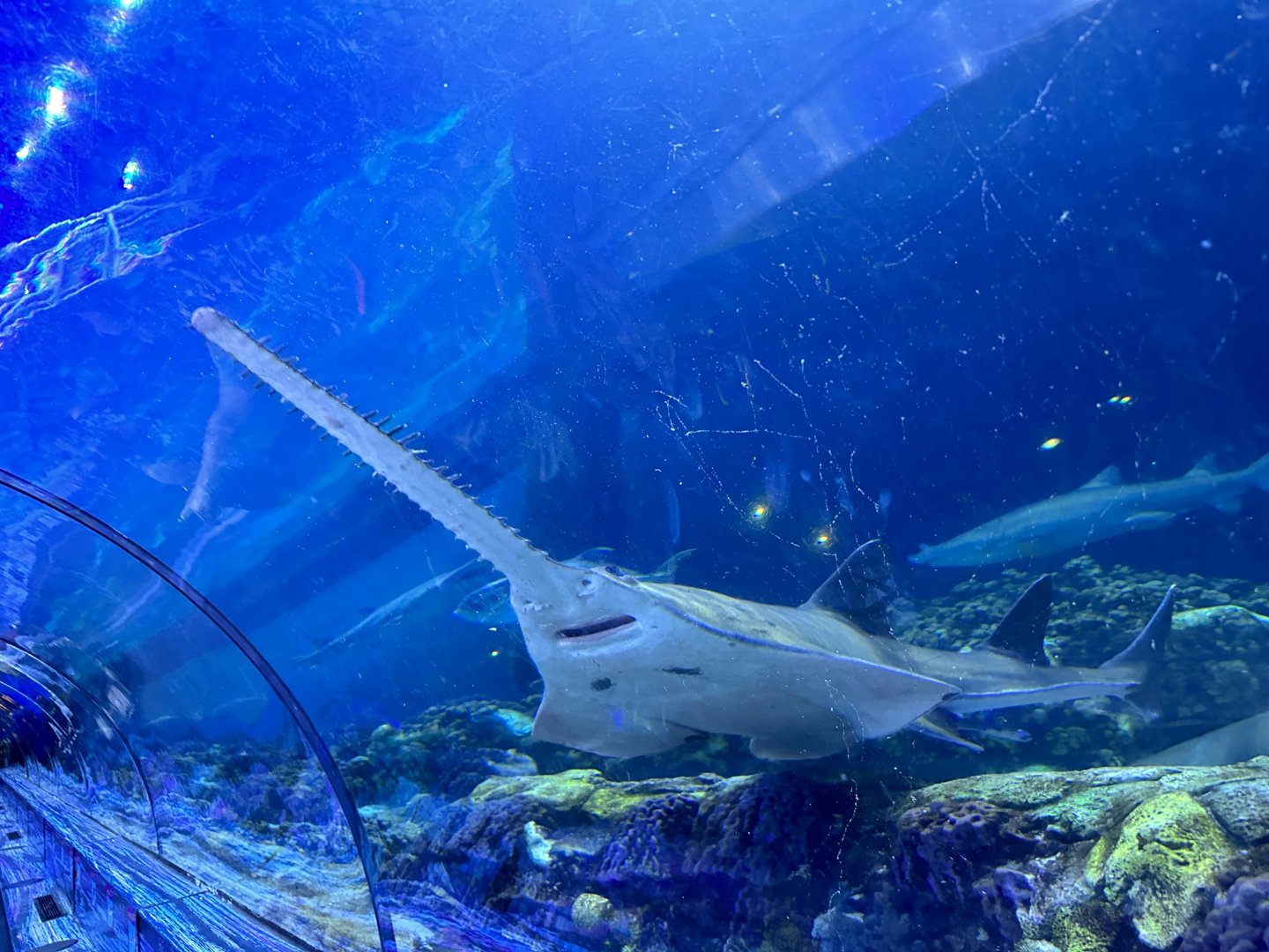 Smalltooth sawfish (Pristis pectinata) at the Shark Encounter tunnel