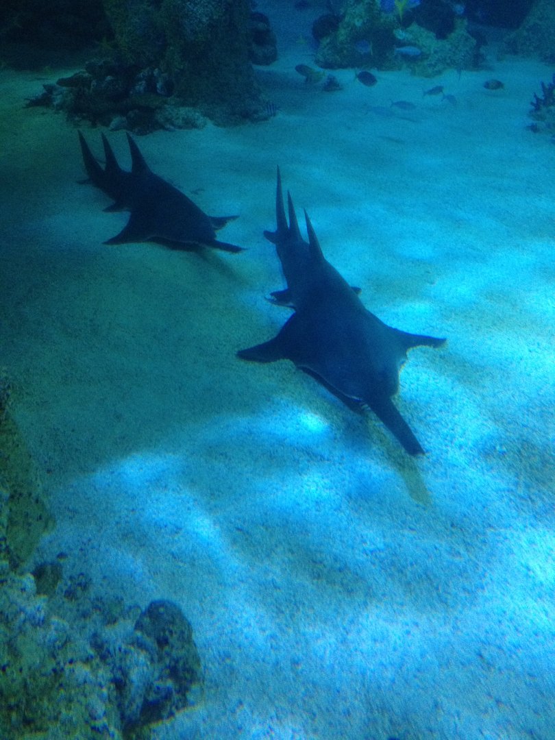 Smalltooth Sawfish (Pristis pectinata)