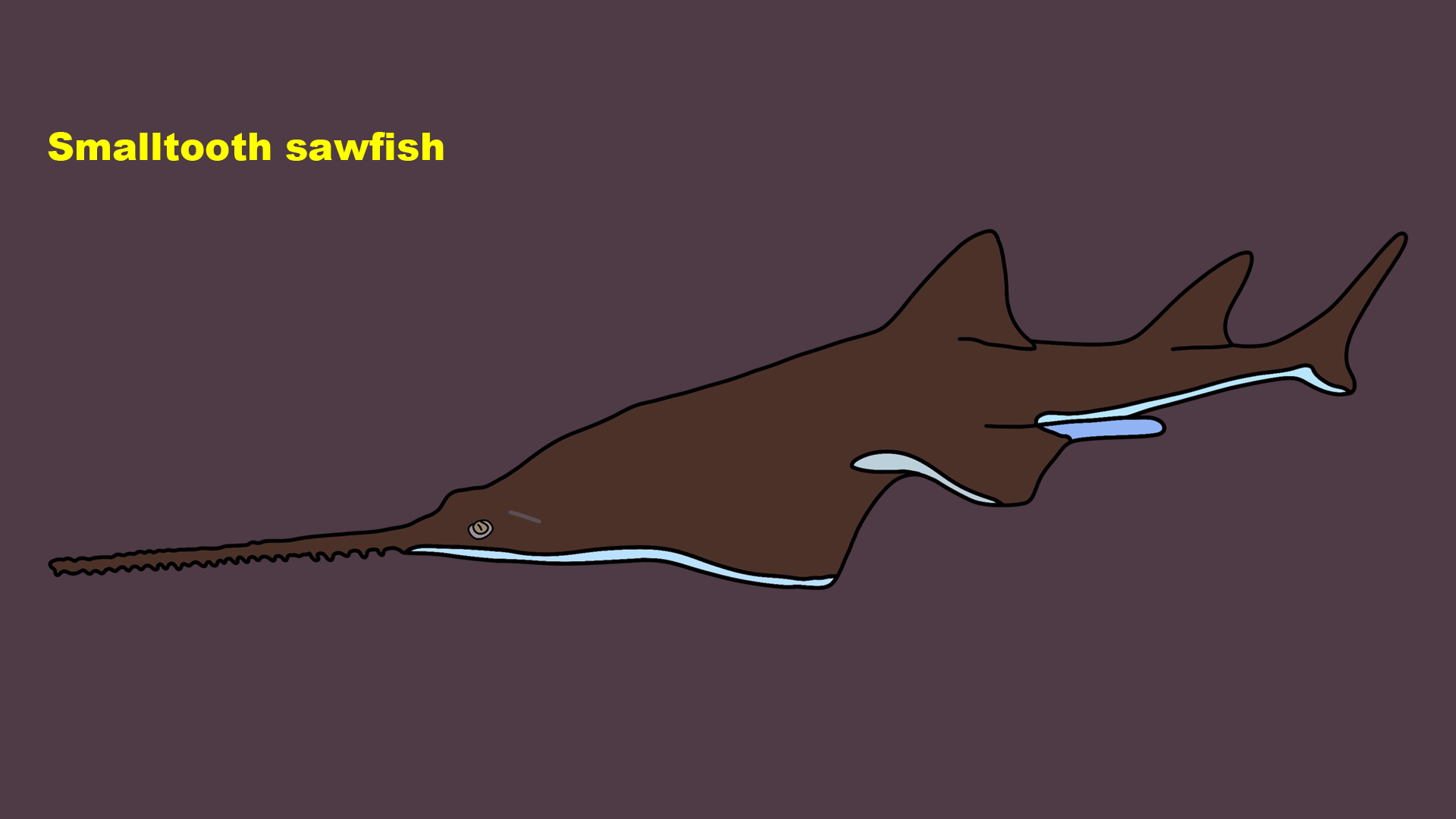 Smalltooth sawfish (Pristis pectinata)