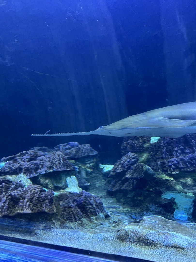 Smalltooth Sawfish