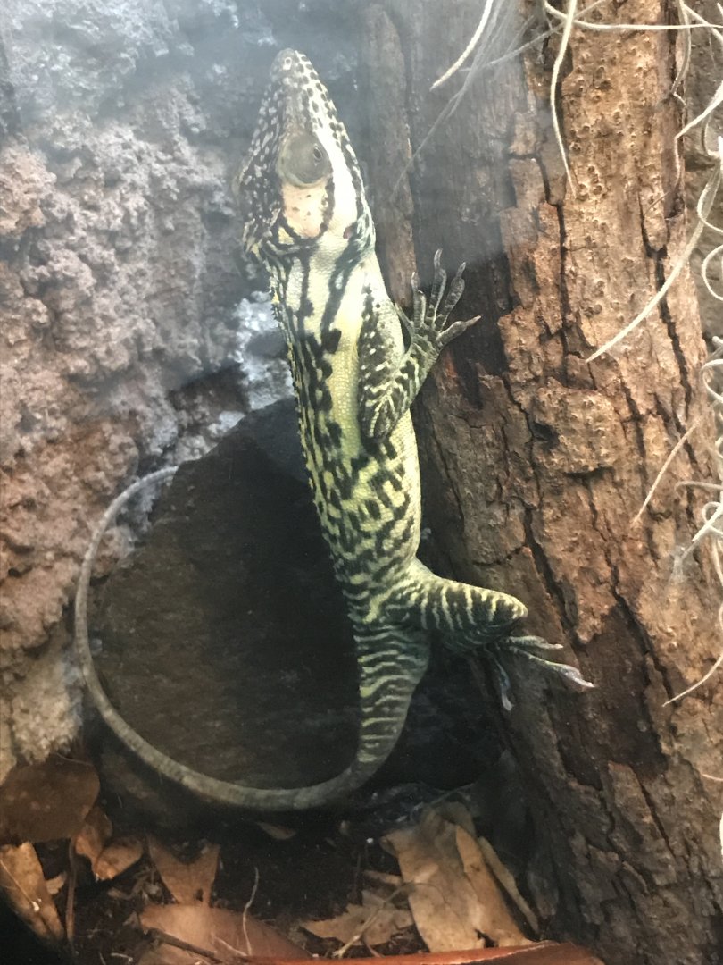 Smallwood' giant anole