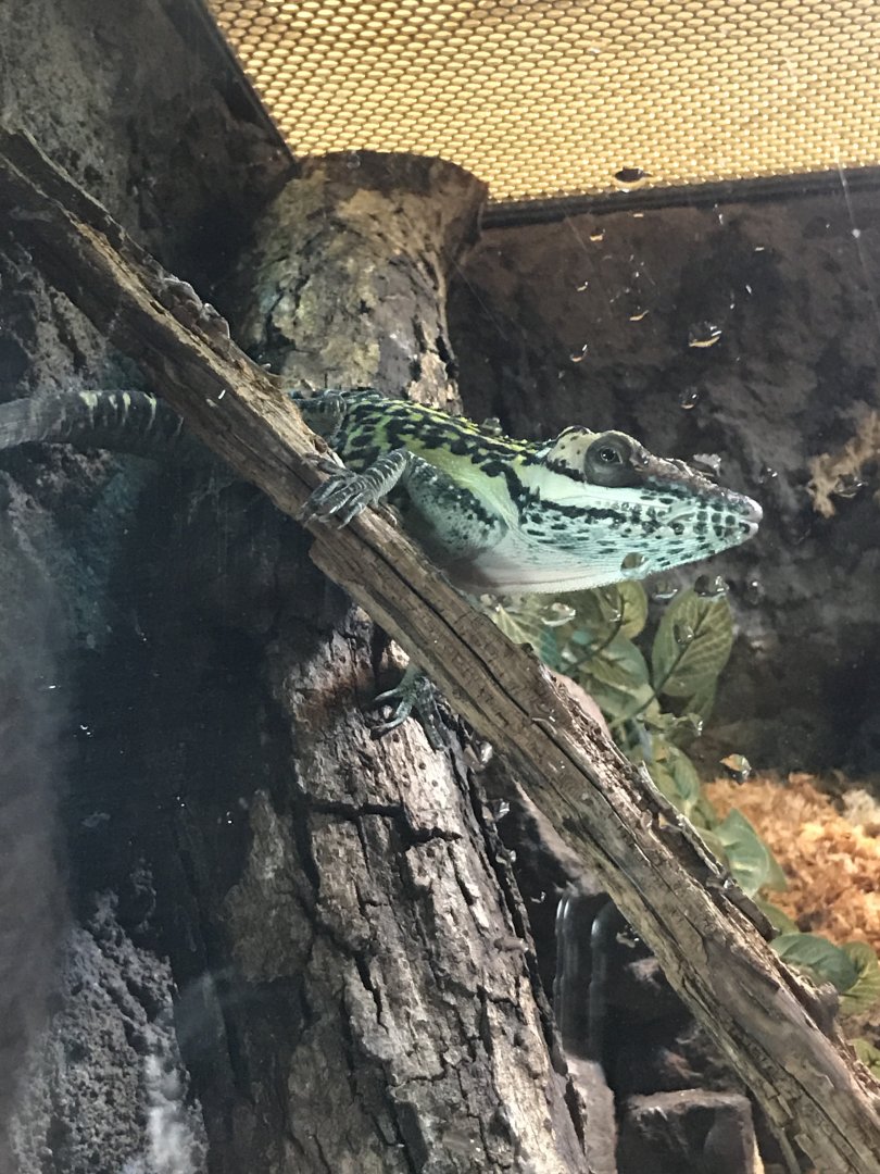 Smallwood' giant anole