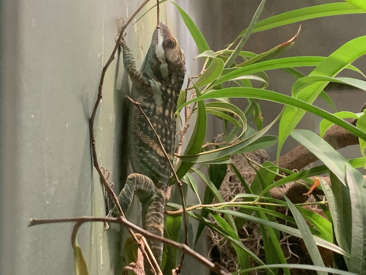 Smallwood's Anole (Anolis smallwoodi)