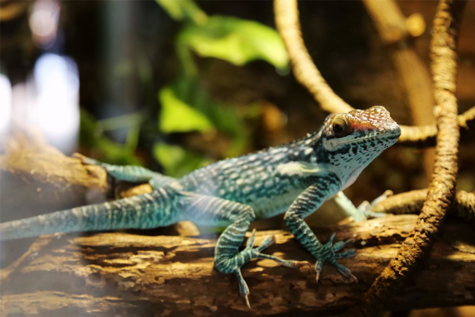 Smallwood's Anole (Anolis smallwoodi)