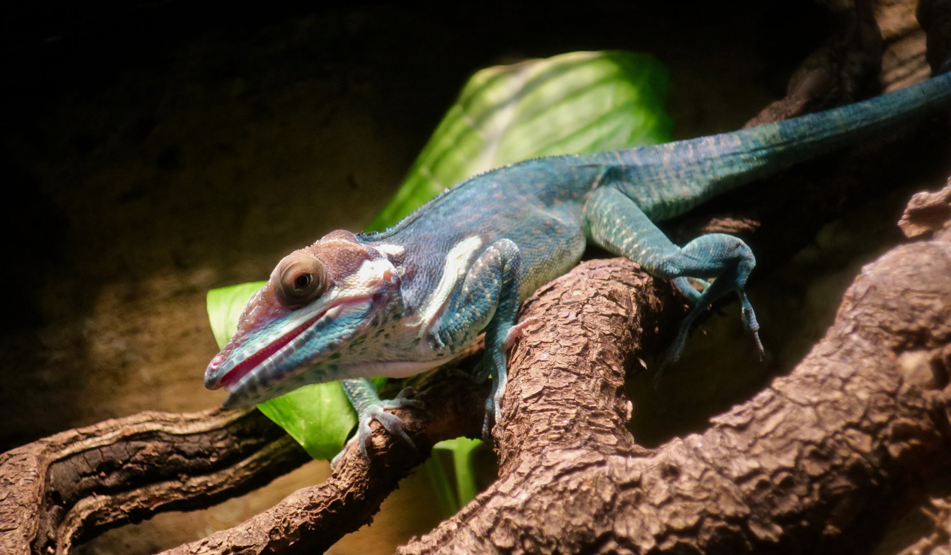 Smallwood's Anole (Anolis smallwoodi)