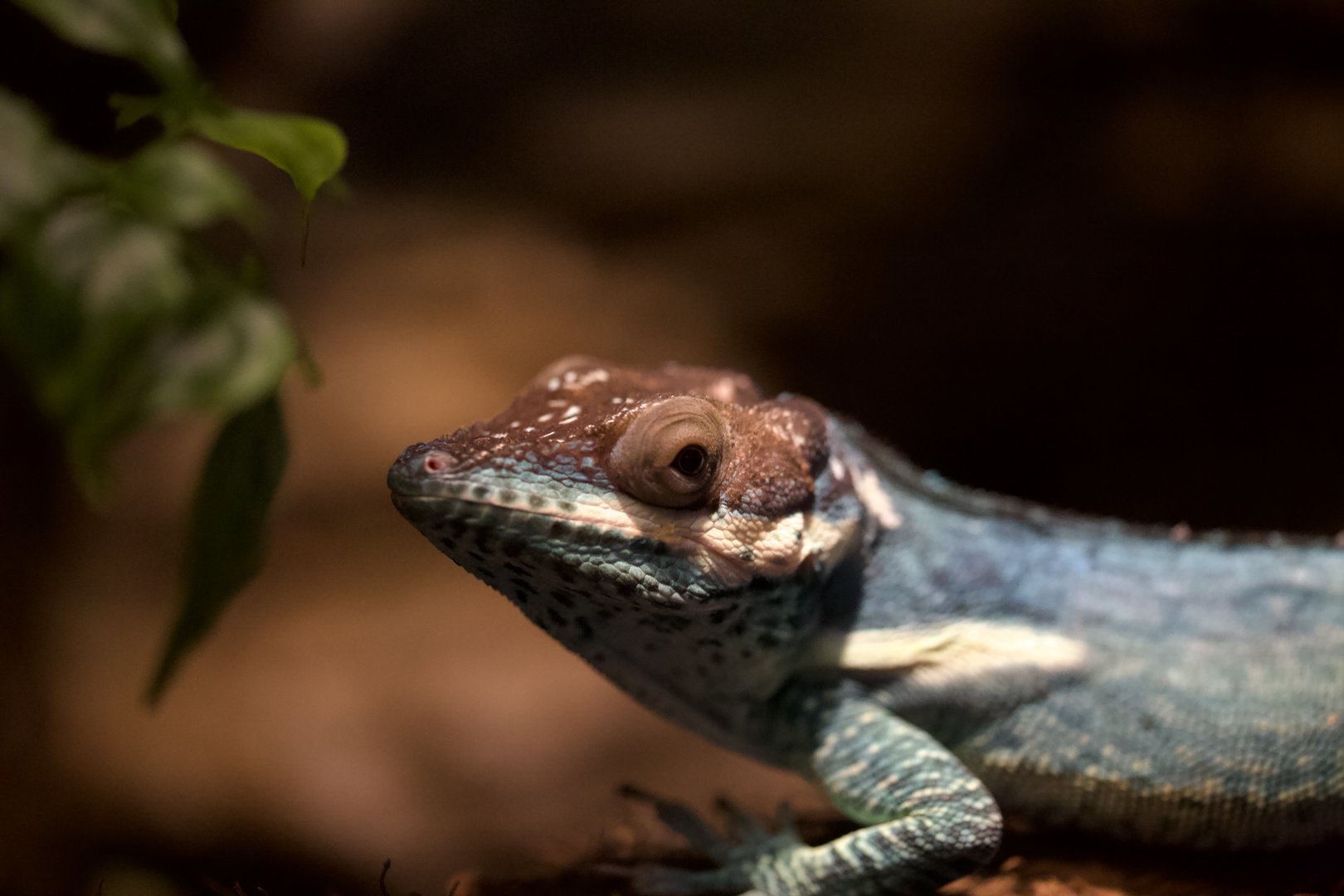 Smallwood's Anole/ Anolis smallwoodi