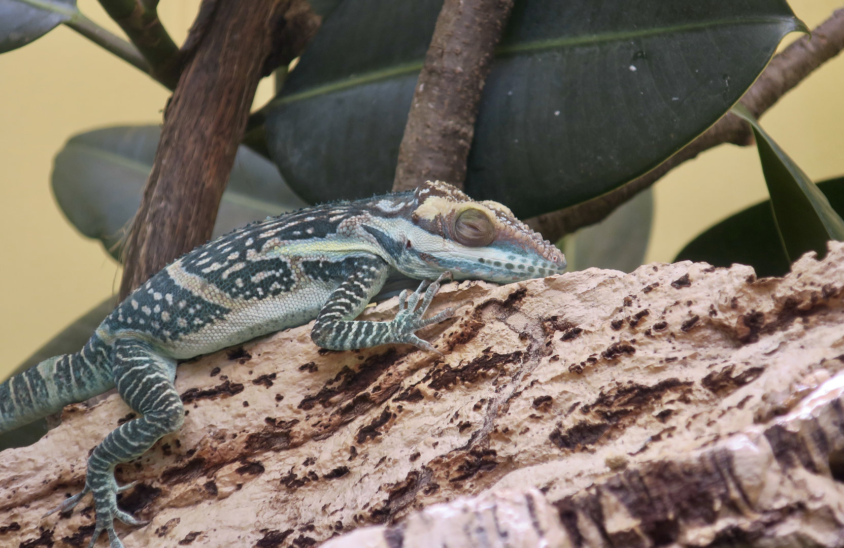 Smallwood's Anole (Anolis smallwoodi)