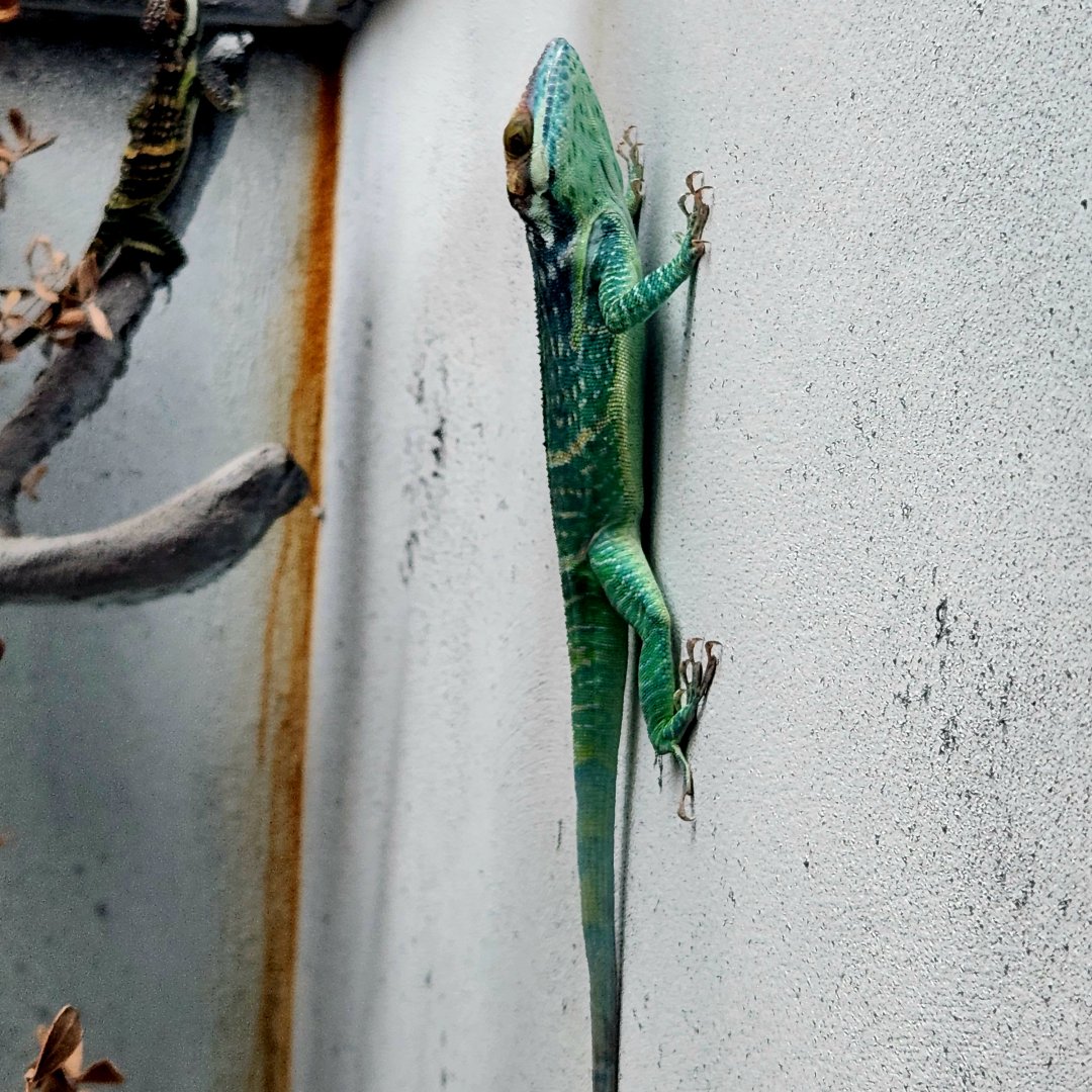 Smallwood's Anole (Anolis smallwoodi)