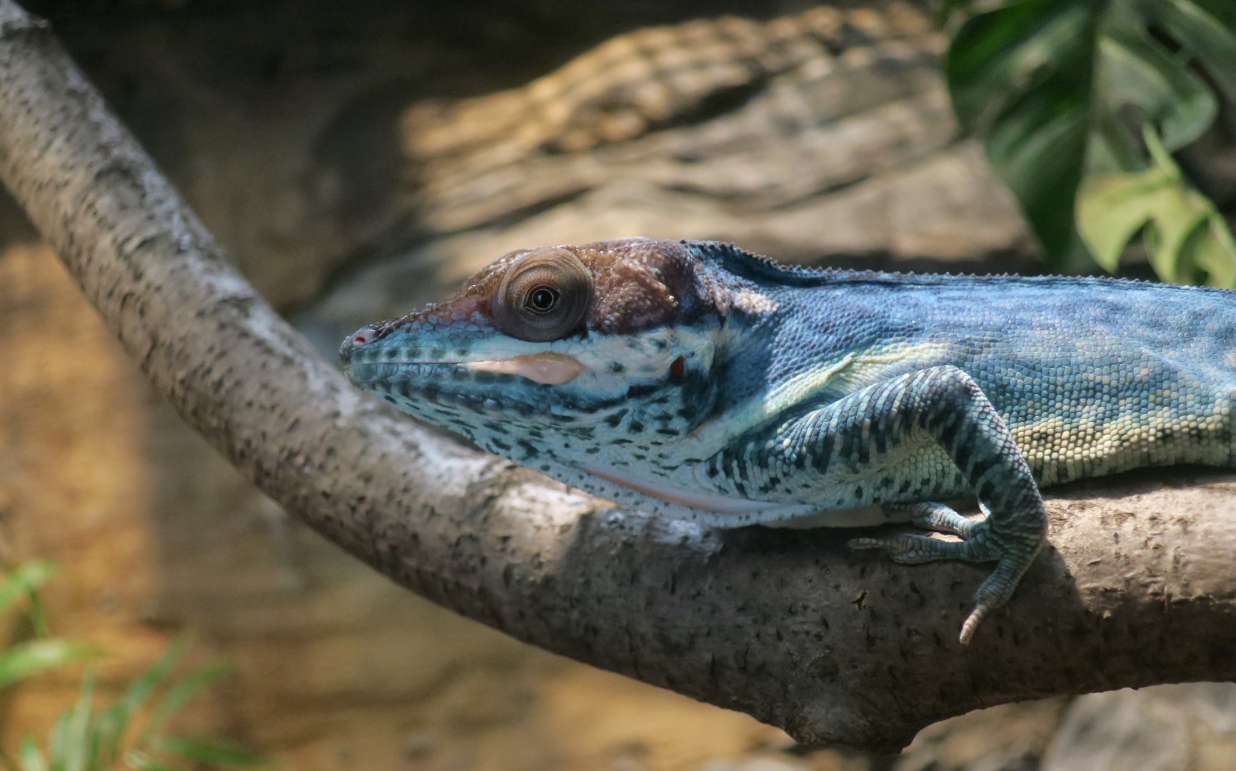 Smallwood's Anole (Anolis smallwoodi)