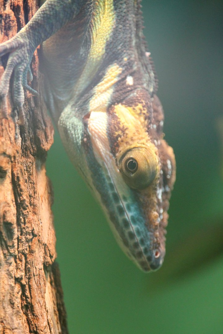 Smallwood's Anole (Anolis smallwoodi)