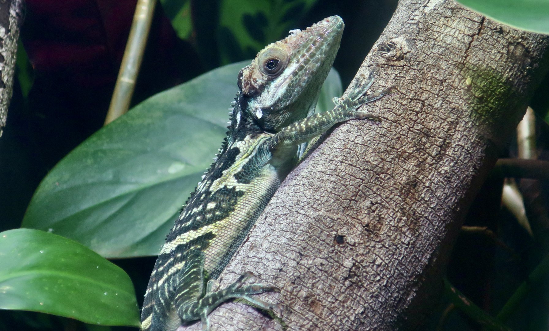 Smallwood's Anole (Anolis smallwoodi)