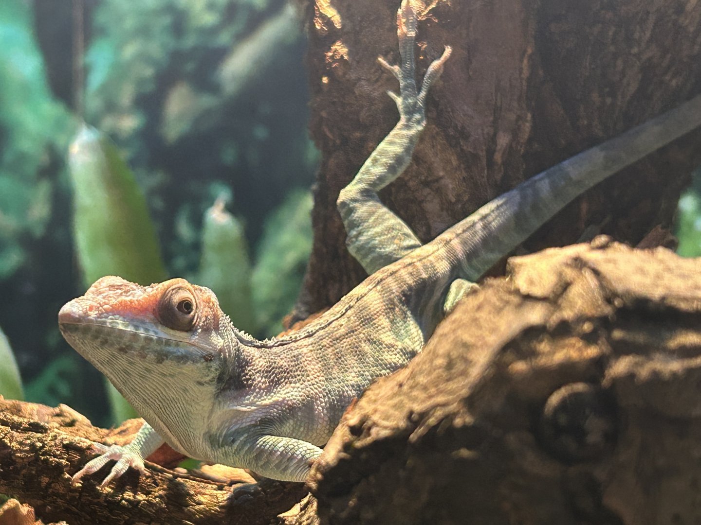 Smallwood's anole (Anolis smallwoodi)