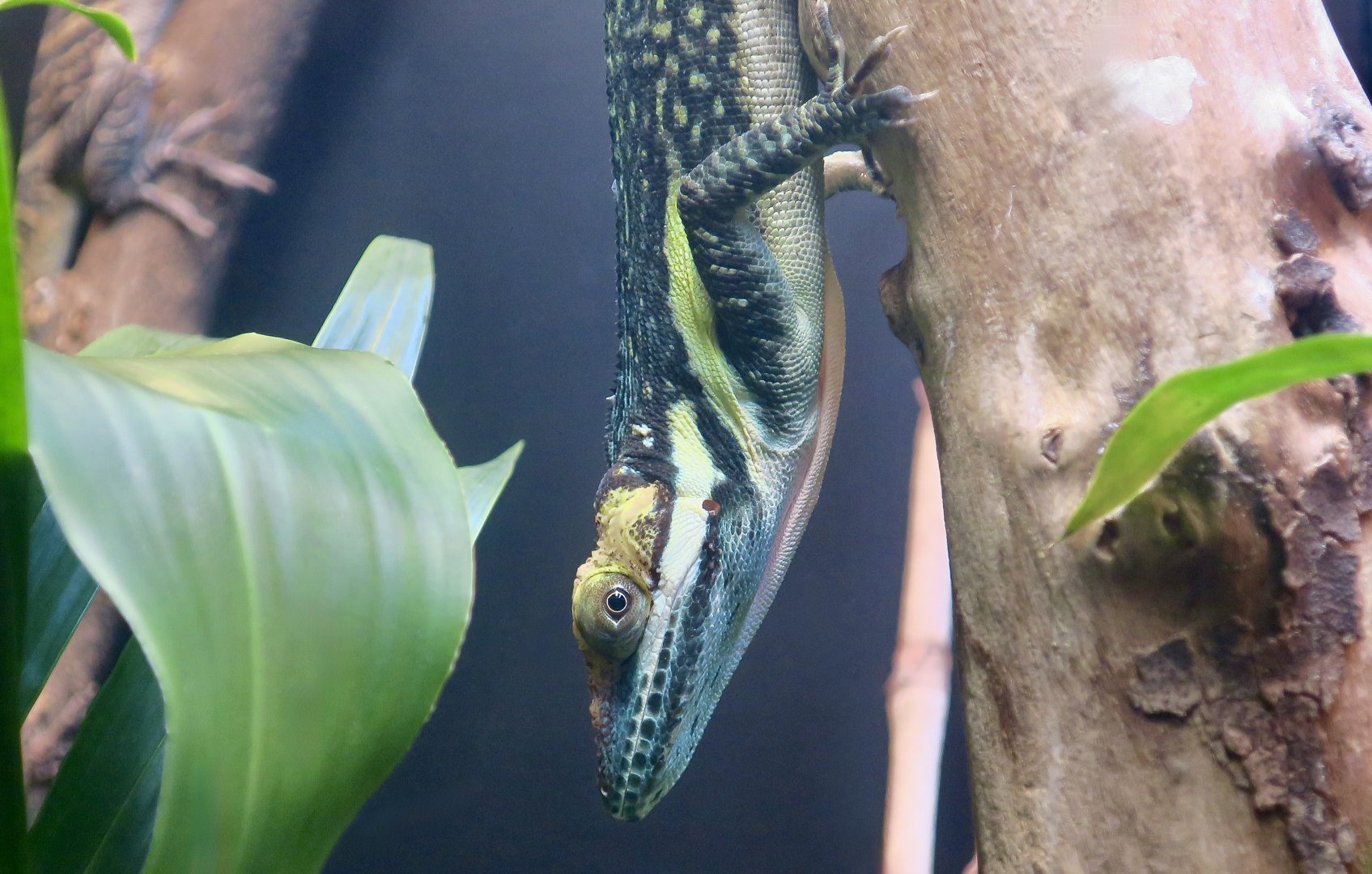 Smallwood's Anole (Anolis smallwoodi)