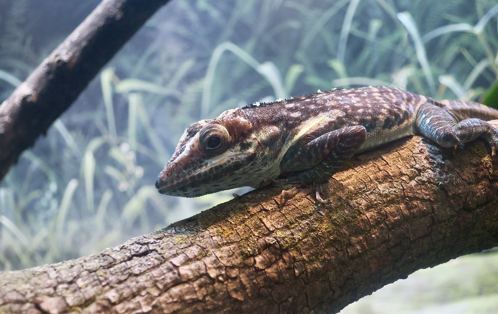 Smallwood's Anole (Anolis smallwoodi)