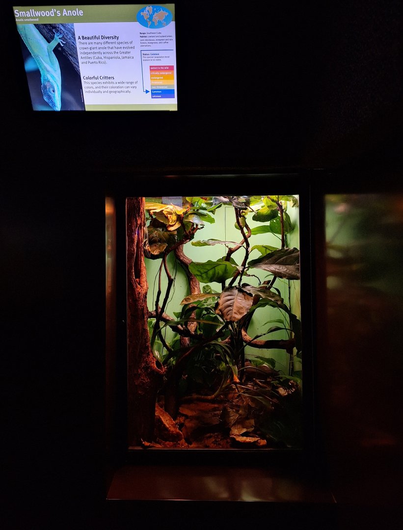 Smallwood's Anole enclosure