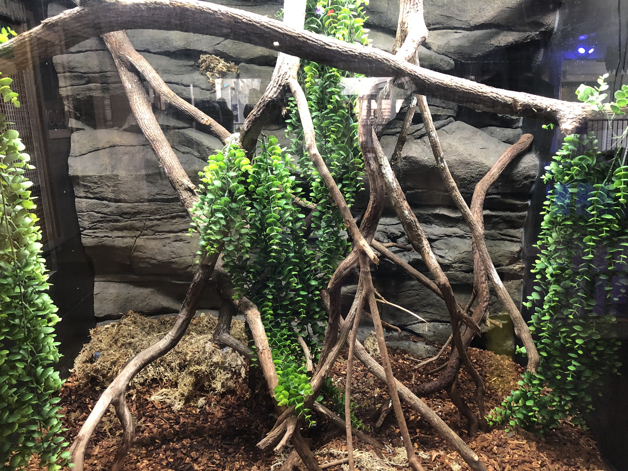 Smallwoods anole exhibit