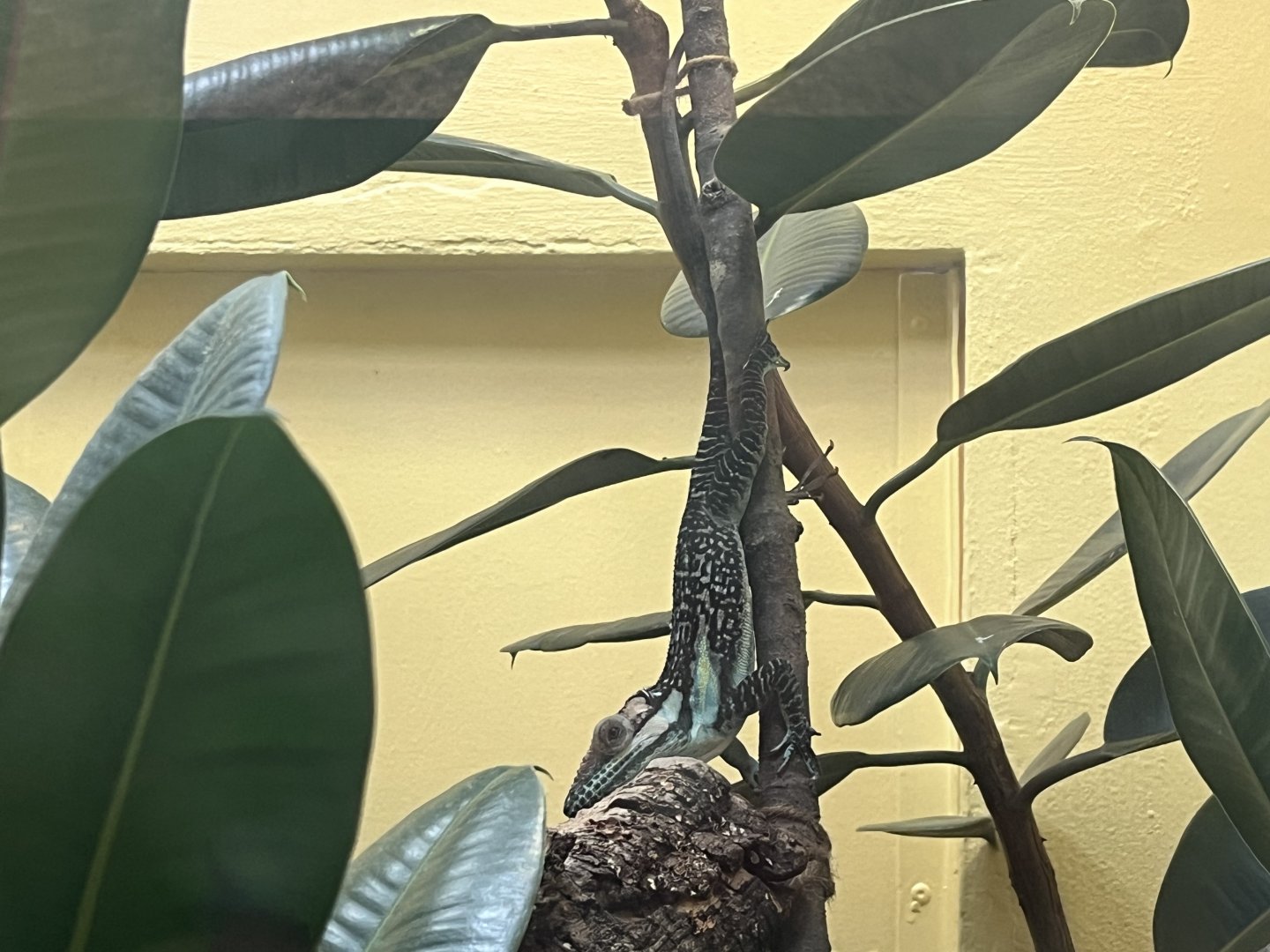 Smallwood’s Anole