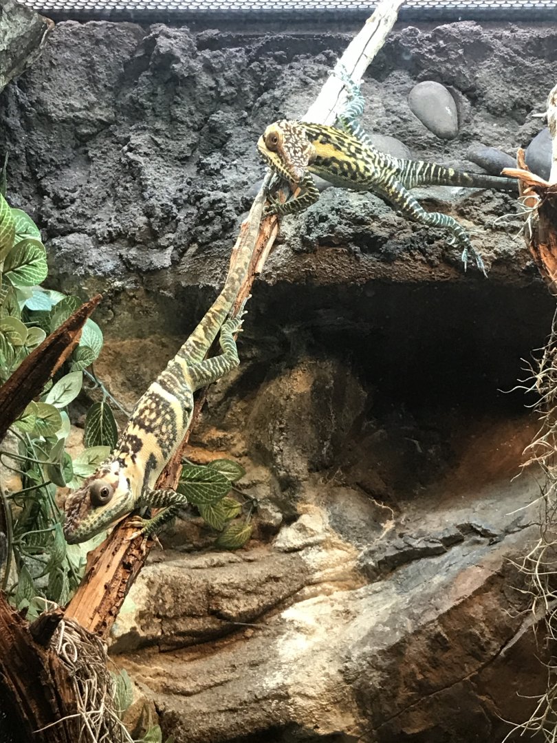 Smallwood's giant anoles