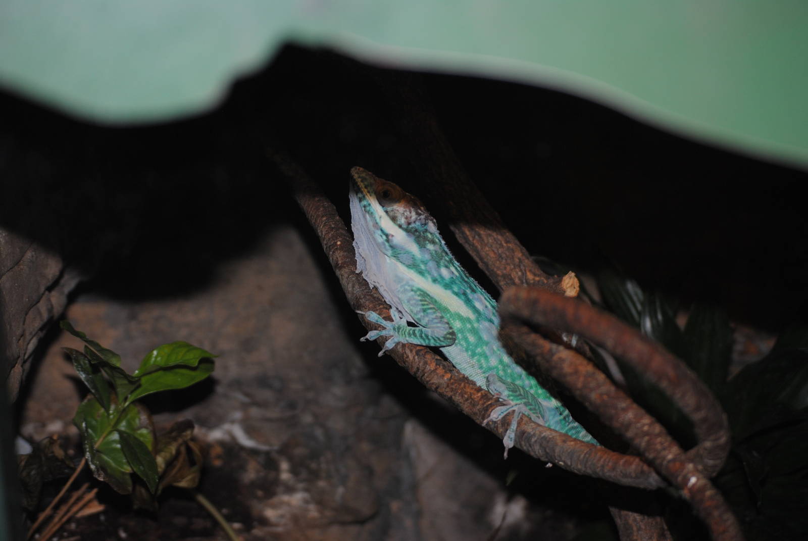 Smallwood's Knight Anole