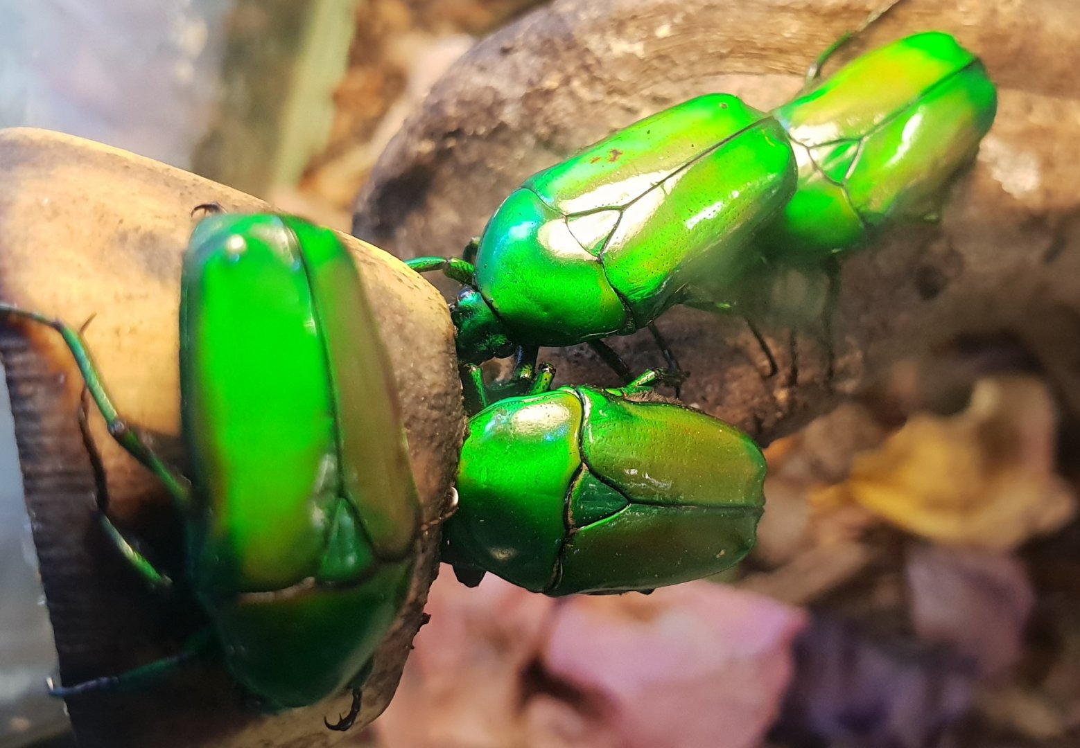 Smaragdesthes africana africana