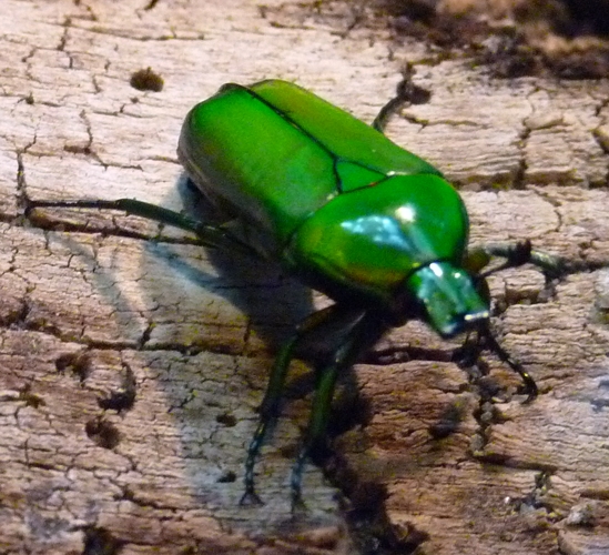 Smaragdesthes africana (subspecies smaragdina??)