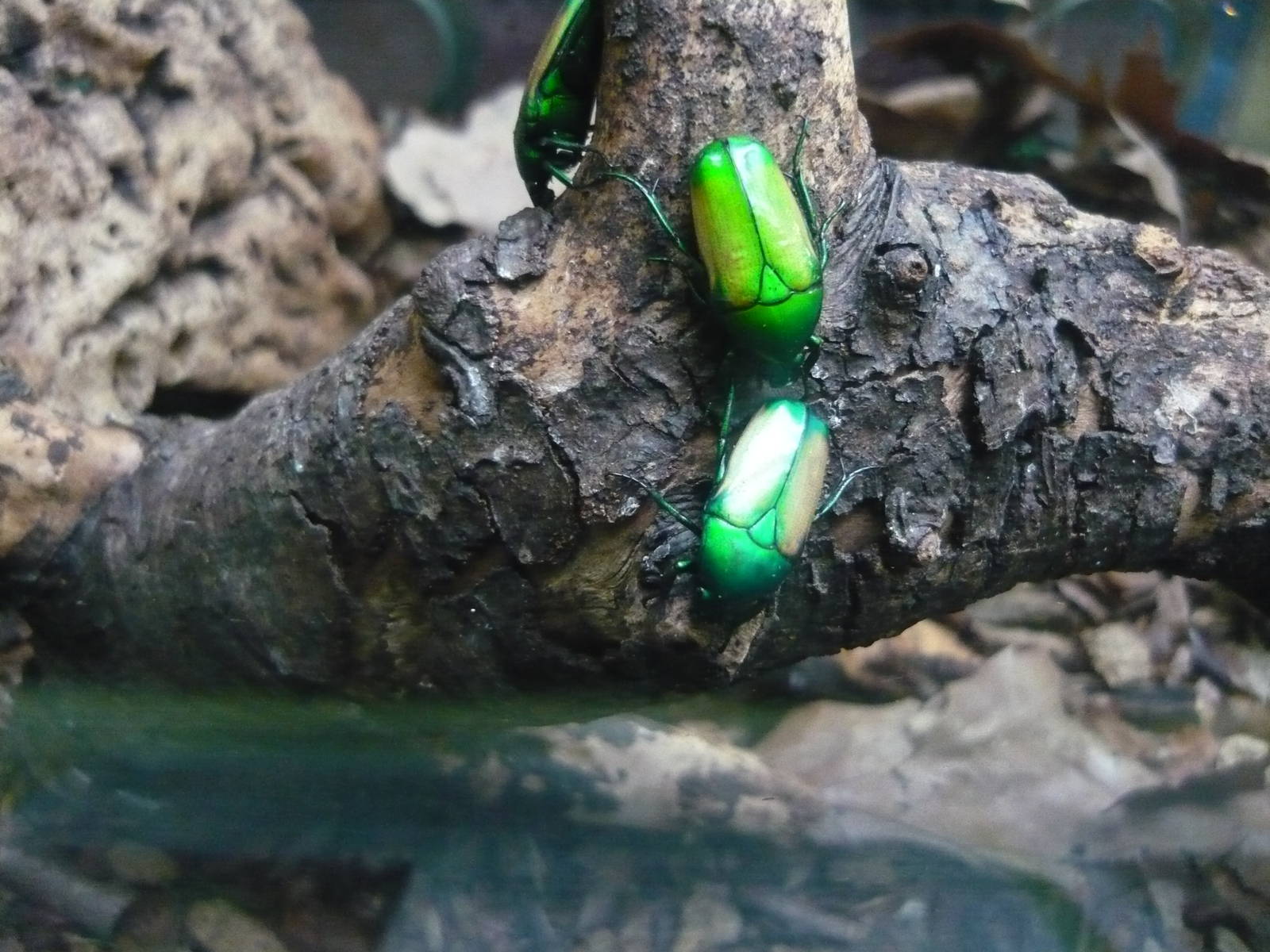 Smaragdesthes africana