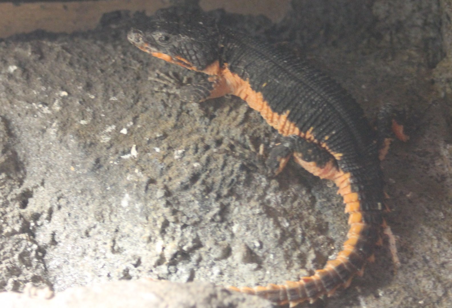 Smaug mossambicus