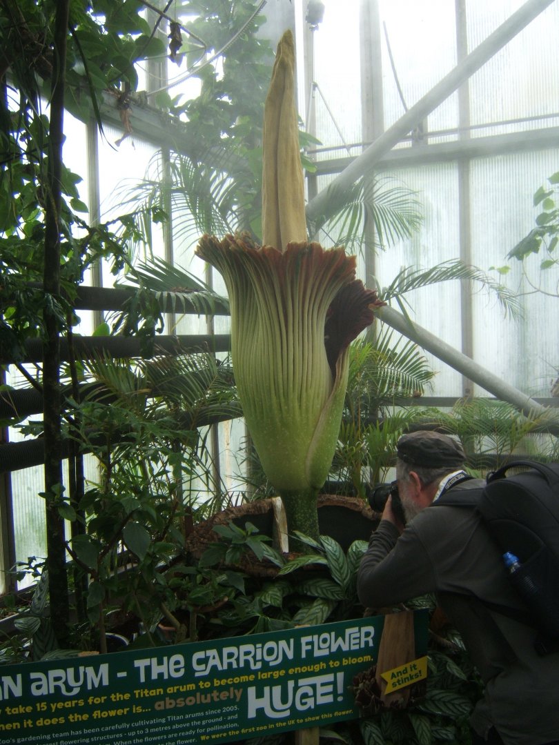 Smelly plant and photographer 30/07/2017